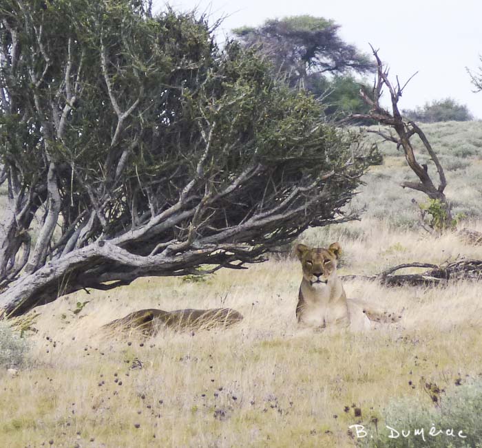 Lionne Namibie